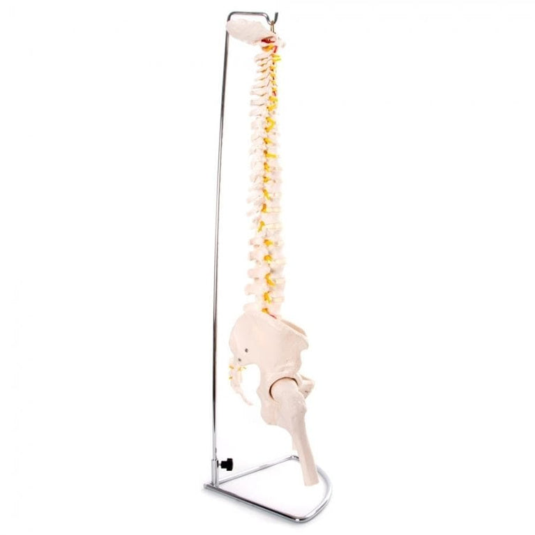 66FIT FLEXIBLE VERTEBRAL COLUMN WITH PELVIS & FEMUR HEADS