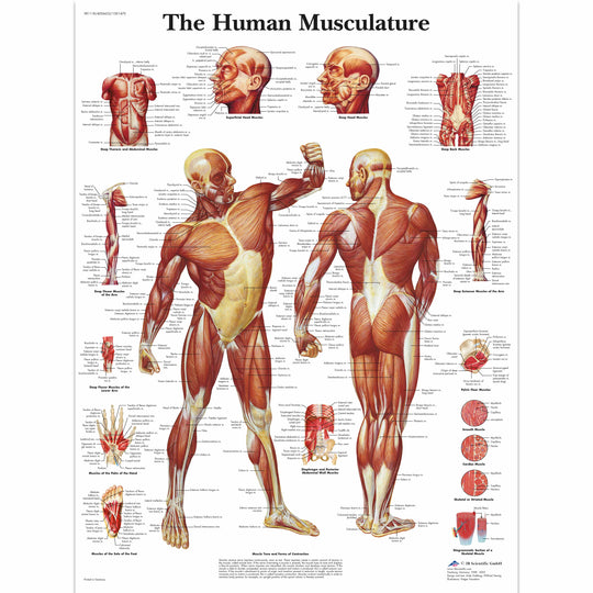 CHART MUSCULAR SYSTEM