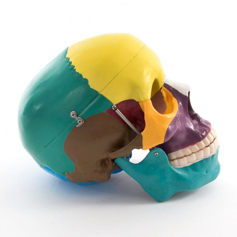 66FIT LIFE SIZE HUMAN SKULL - COLOURED BONES