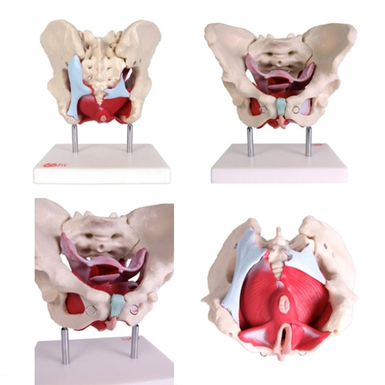 66FIT FEMALE PELVIC MUSCLES & ORGANS