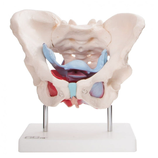 66FIT FEMALE PELVIC MUSCLES & ORGANS