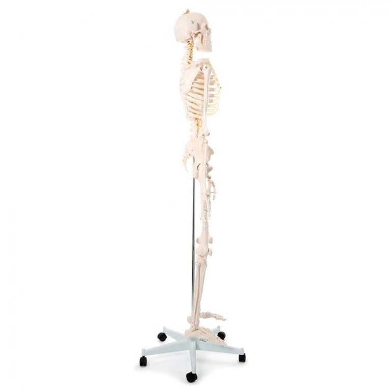 HUMAN SKELETON - 170CM TALL